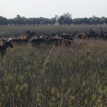 Gauchos in the Swamps of Ibera